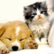 Illustration for article titled PSA for new pet owners (Updated with hivemind additions; bzzzz)